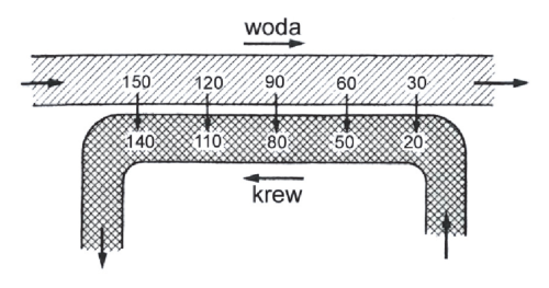 Przeciwne kierunki przepływu wody i krwi. Woda płynie w prawo, krew w lewo; kolejne wartości przy wodzie to 150, 120, 90, 60, 30, a przy krwi 140, 110, 80, 50, 20.