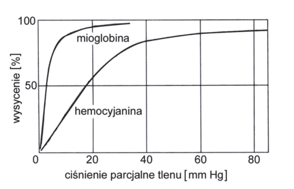 Wykres wysycenia mioglobiny i hemocyjaniny tlenem od ciśnienia parcjalnego tlenu 0–80 mm Hg. Krzywa mioglobiny rośnie stromo przy małym ciśnieniu; krzywa hemocyjaniny narasta łagodniej i leży niżej.