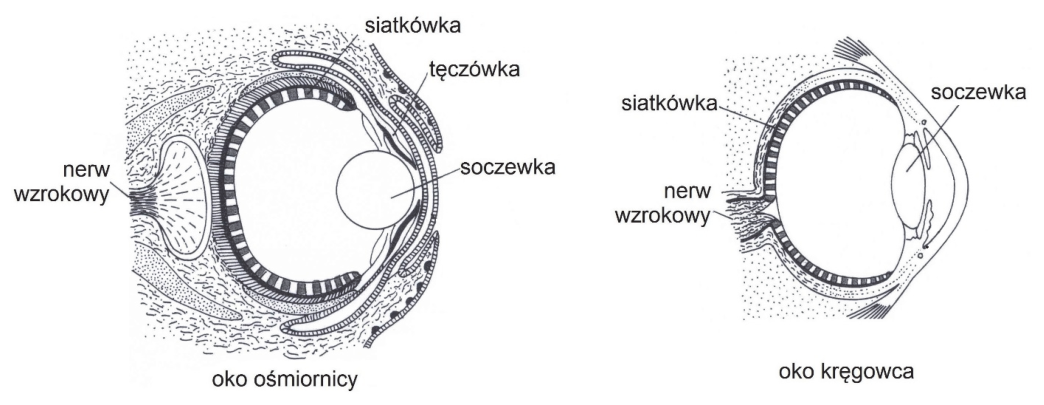 Porównanie przekrojów oka ośmiornicy i kręgowca z podpisanymi soczewką, siatkówką i nerwem wzrokowym; w oku ośmiornicy także tęczówką. Różni się układ warstw siatkówki i przebieg nerwu.
