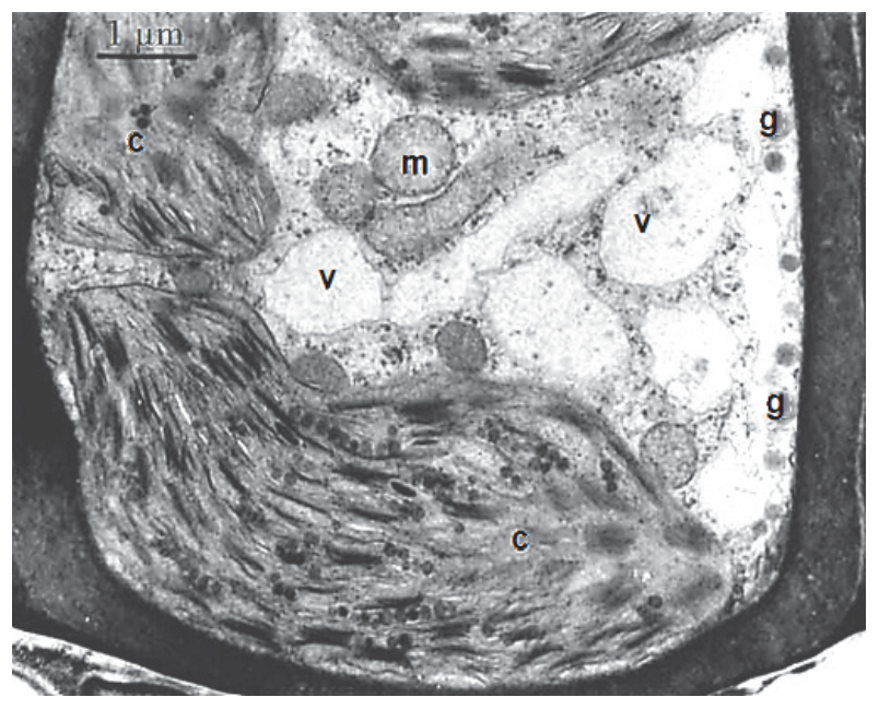 Mikrofotografia komórki z podziałką 1 µm i oznaczeniami c, m, v oraz g. Widoczne są wydłużone organelle z wewnętrznymi błonami, jasne przedziały i gruby obrys komórki.