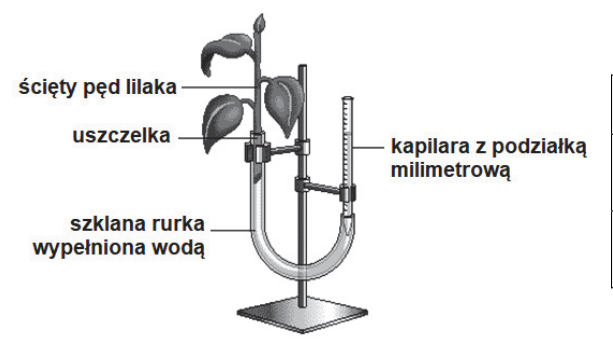 Ścięty ulistniony pęd lilaka umieszczony przez uszczelkę w szklanej rurce wypełnionej wodą. Drugie ramię tworzy kapilara z podziałką milimetrową; zestaw zamocowano do statywu.