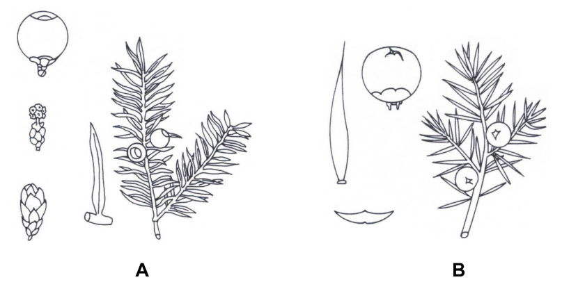 Ilustracja do polecenia