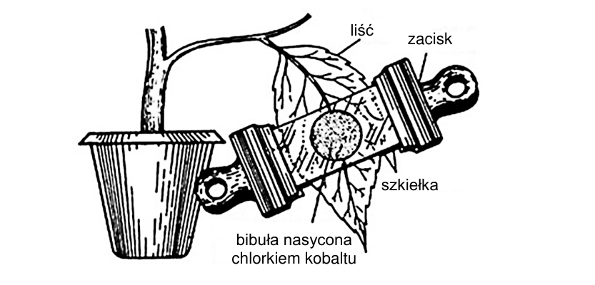 Liść ściśnięty między szkiełkami z bibułą nasyconą chlorkiem kobaltu. Zaciski utrzymują zestaw na liściu rośliny doniczkowej.