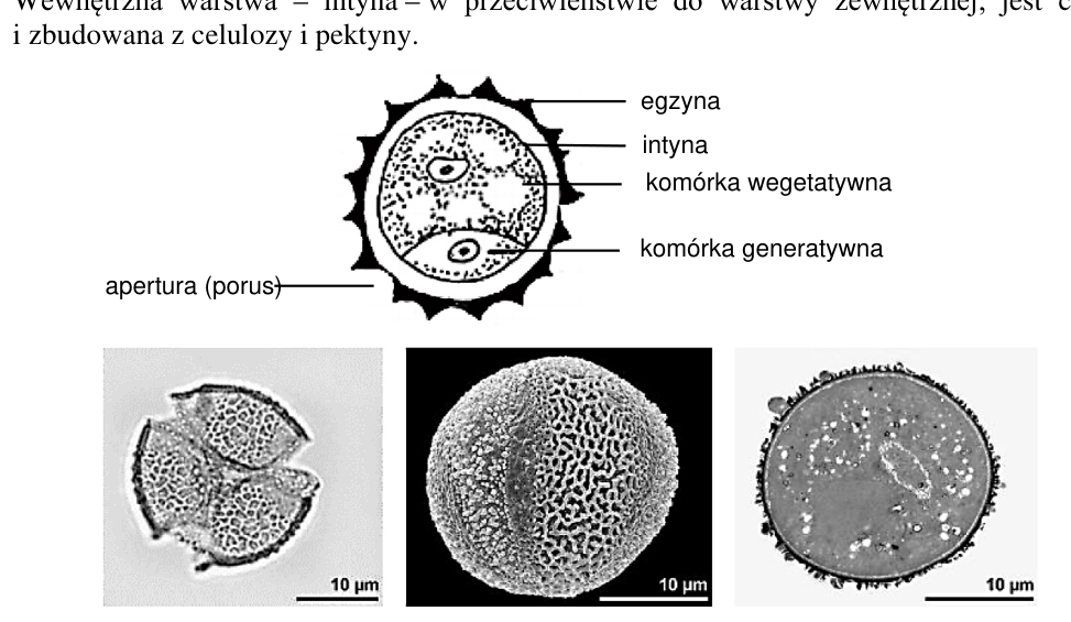 Budowa ziarna pyłku: egzyna, intyna, komórka wegetatywna, generatywna i apertura. Poniżej trzy mikrofotografie ziaren o różnej rzeźbie powierzchni, każda z podziałką 10 µm.