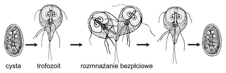 Cykl pierwotniaka: cysta, trofozoit z wiciami i dwoma widocznymi jądrami, rozmnażanie bezpłciowe przez podział oraz ponowne utworzenie cysty.