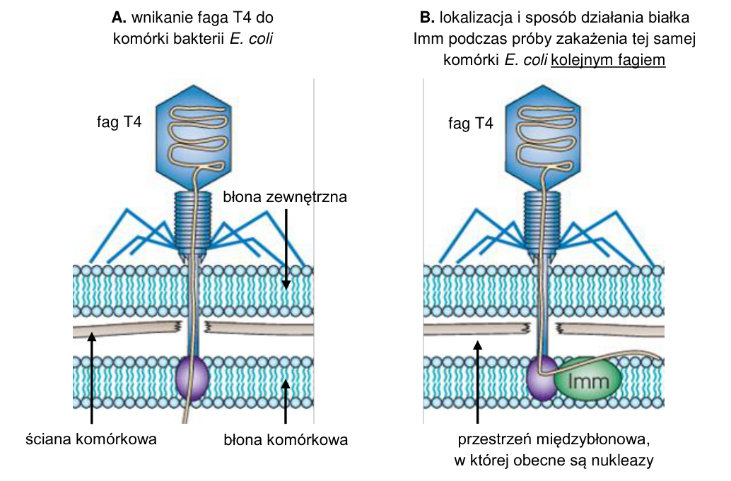 A: bakteriofag T4 wprowadza DNA przez osłony E. coli. B: białko Imm przy błonie komórkowej blokuje wnikanie DNA kolejnego faga; zaznaczono przestrzeń międzybłonową z nukleazami.