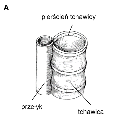 Rysunek A: tchawica sąsiadująca z przełykiem. Podpisano pierścień tchawicy; widoczne są liczne poprzeczne wzmocnienia ściany.