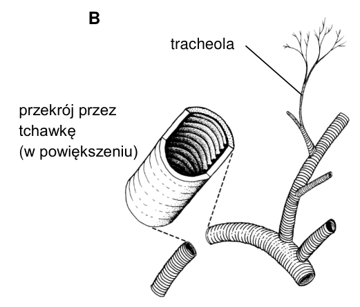 Rysunek B: rozgałęziony układ tchawek z cienkimi tracheolami oraz powiększony przekrój tchawki pokazujący spiralne wzmocnienie ściany.
