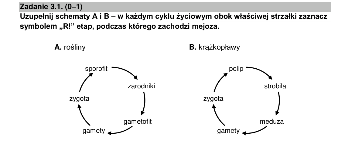 Zadanie 3.1; strona PDF 7