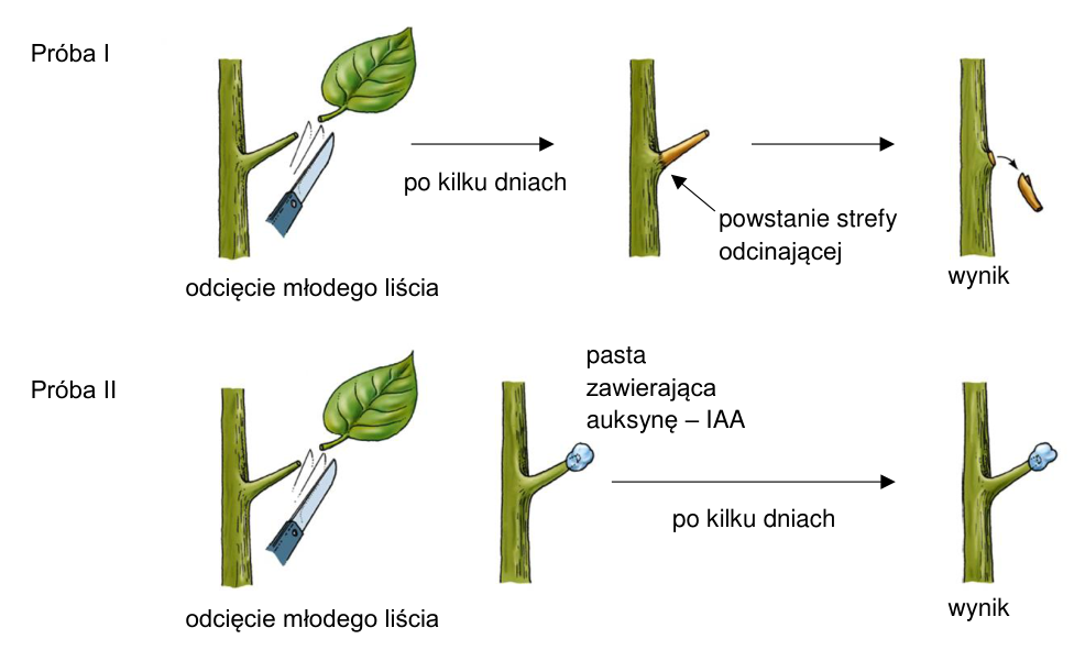 Dwie próby po odcięciu blaszki młodego liścia. W I powstaje strefa odcinająca i ogonek odpada; w II na przekrój naniesiono pastę z IAA, a ogonek pozostaje na pędzie.
