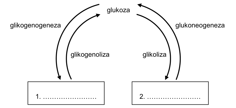 Glukoza połączona z dwoma pustymi polami 1 i 2. Strzałki do pola 1 i z niego opisano jako glikogenogenezę i glikogenolizę, a do pola 2 i z niego jako glikolizę i glukoneogenezę.