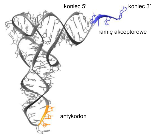 Przestrzenny model tRNA z oznaczonym końcem 5′, końcem 3′ i ramieniem akceptorowym. Antykodon wyróżniono innym kolorem na przeciwległej części cząsteczki.