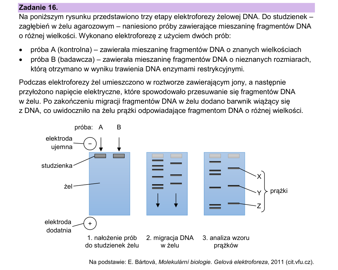Materiał do zadania 16; strona PDF 20