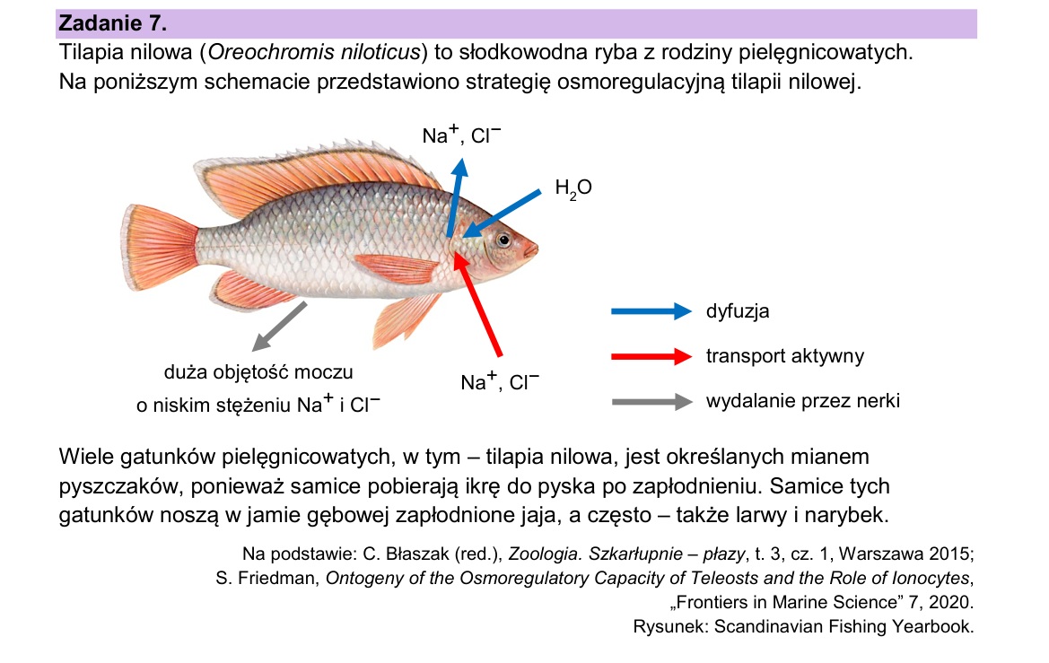 Materiał do zadania 7; strona PDF 12