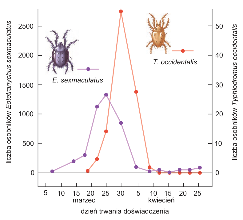 Wykres zmian liczebności E. sexmaculatus i T. occidentalis w czasie, z oddzielnymi skalami i datą wprowadzenia drapieżnika.